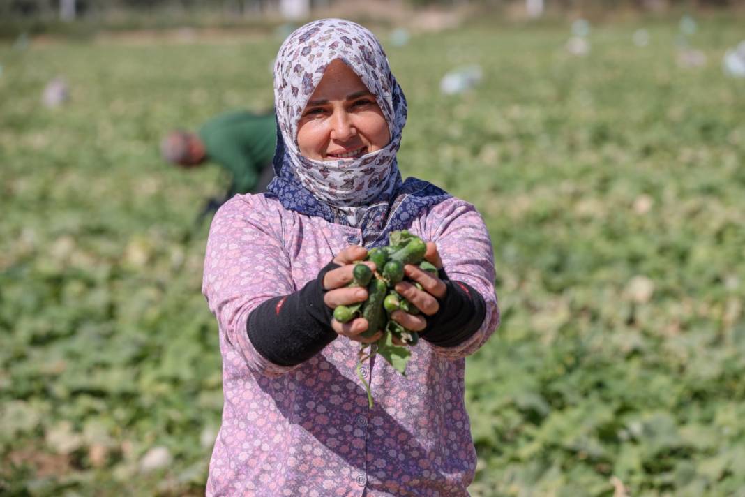 Hasadı eylülde başladı. Küçükleri yurt dışına satılıyor. Elenenler turşu yapılıyor 5